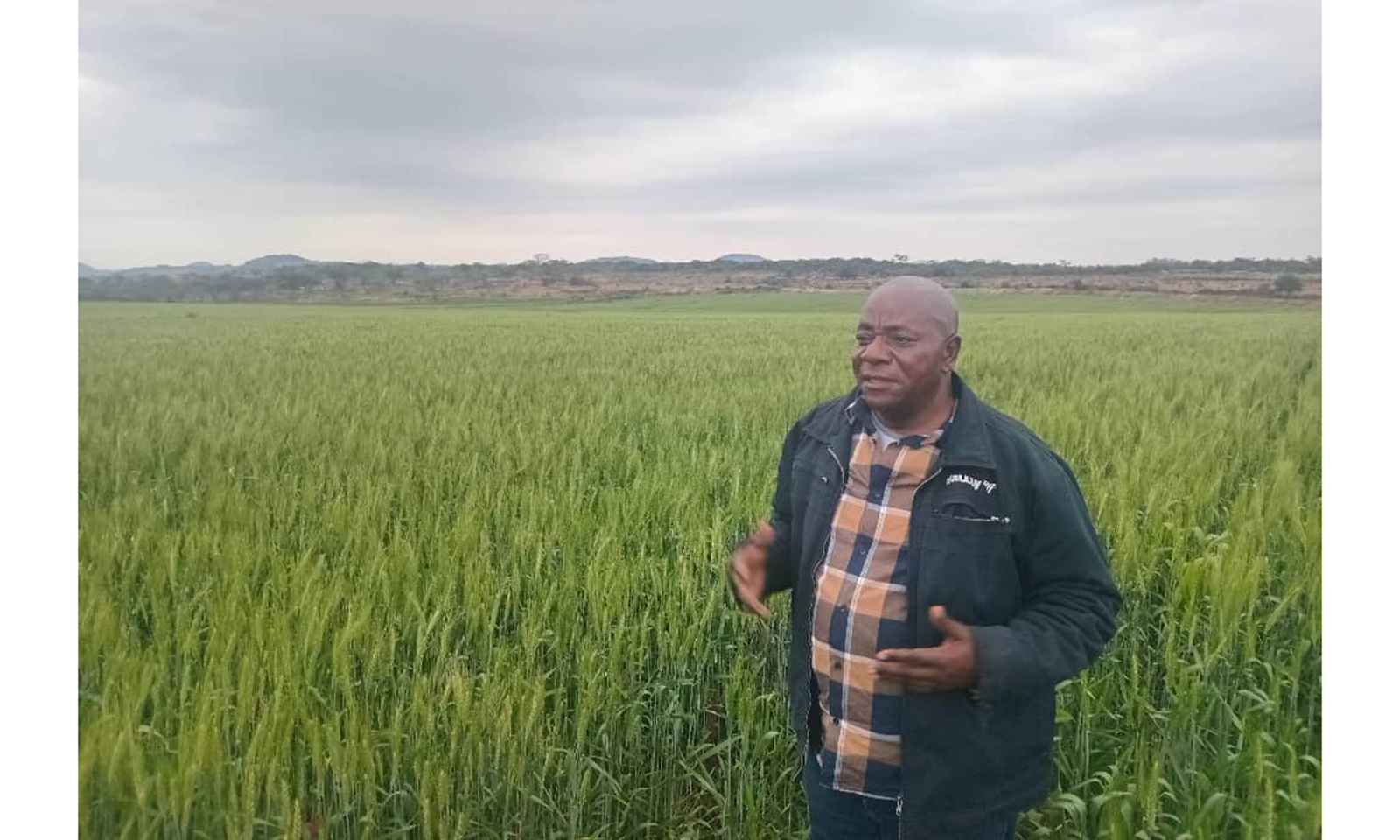 Masvingo farmer eyes 1 500 tonnes of wheat