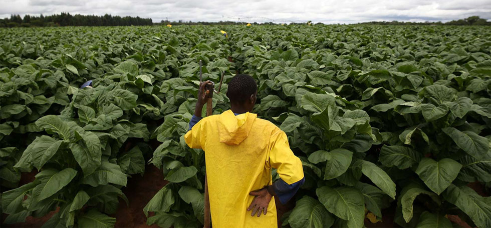 The smallholder tobacco farming sector is primarily anchored by contract system, where wealthy merchants provide farmers with essential inputs, including seed, fertilisers, labour costs, chemicals wood energy for curing, agronomy services, and transportation of the produce to auction floors