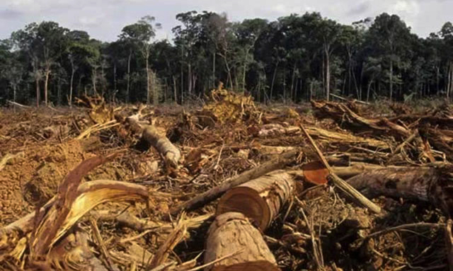 The loss is largely blamed on illegal harvesting, veld fires, energy shortages, and unsustainable farming practices