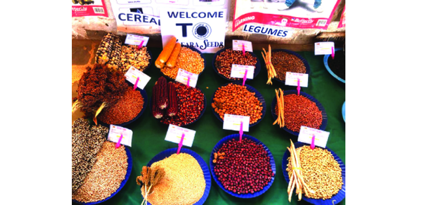 Traditional seeds displayed during the festival