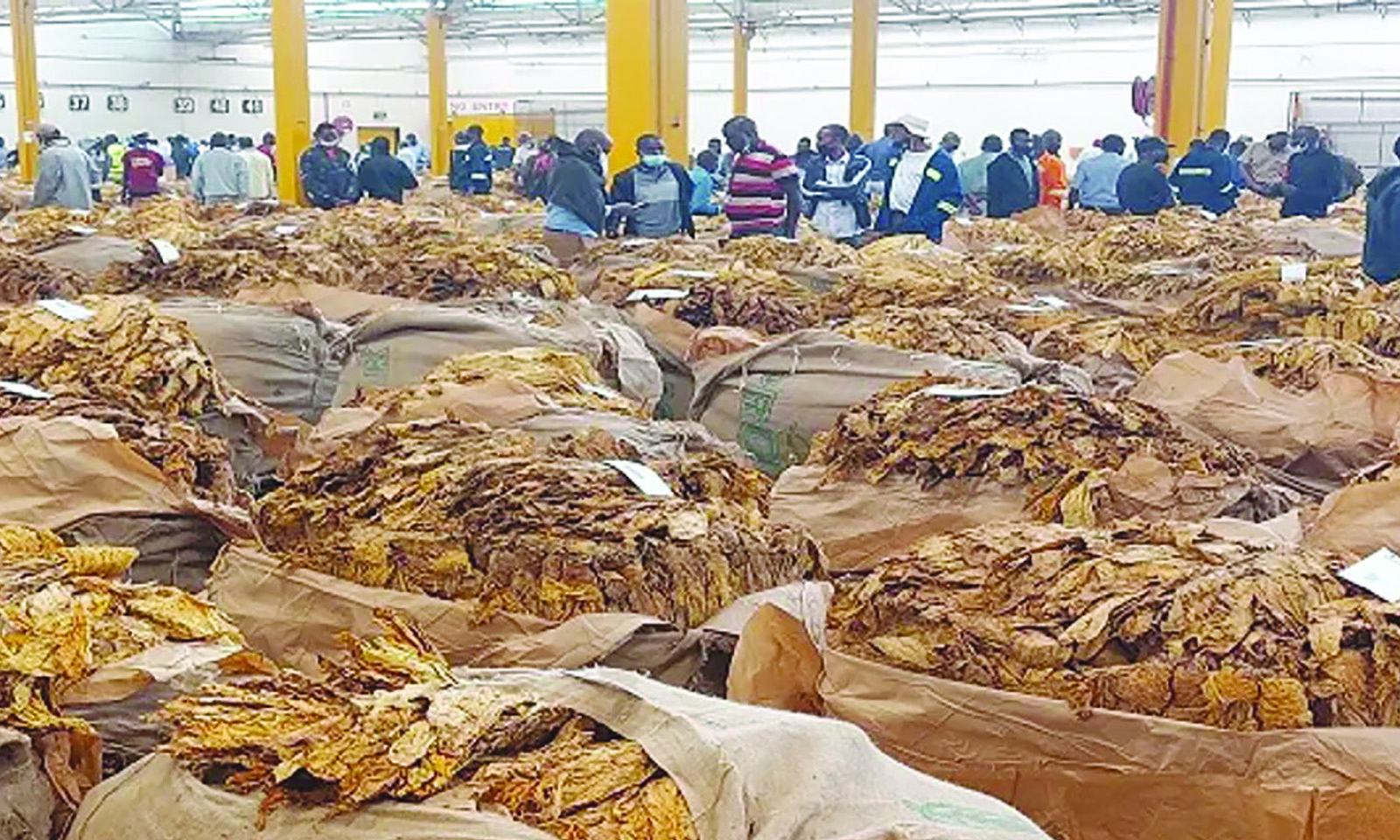 Farmers put 100 594 hectares under tobacco