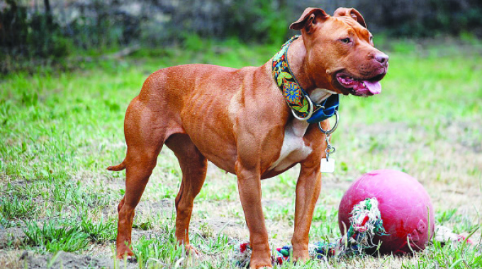 BARKING UP THE WRONG TREE?Calls to ban pitbulls in Zimbabwe spark heated debate