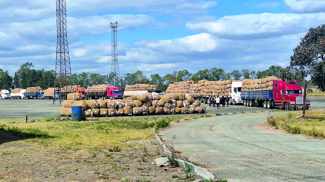 Seed cotton deliveries reach 25m kilogrammes