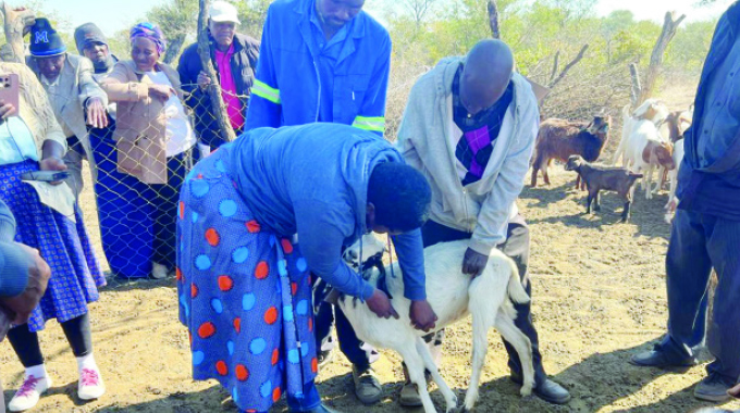 Gwanda goat farmers form associations