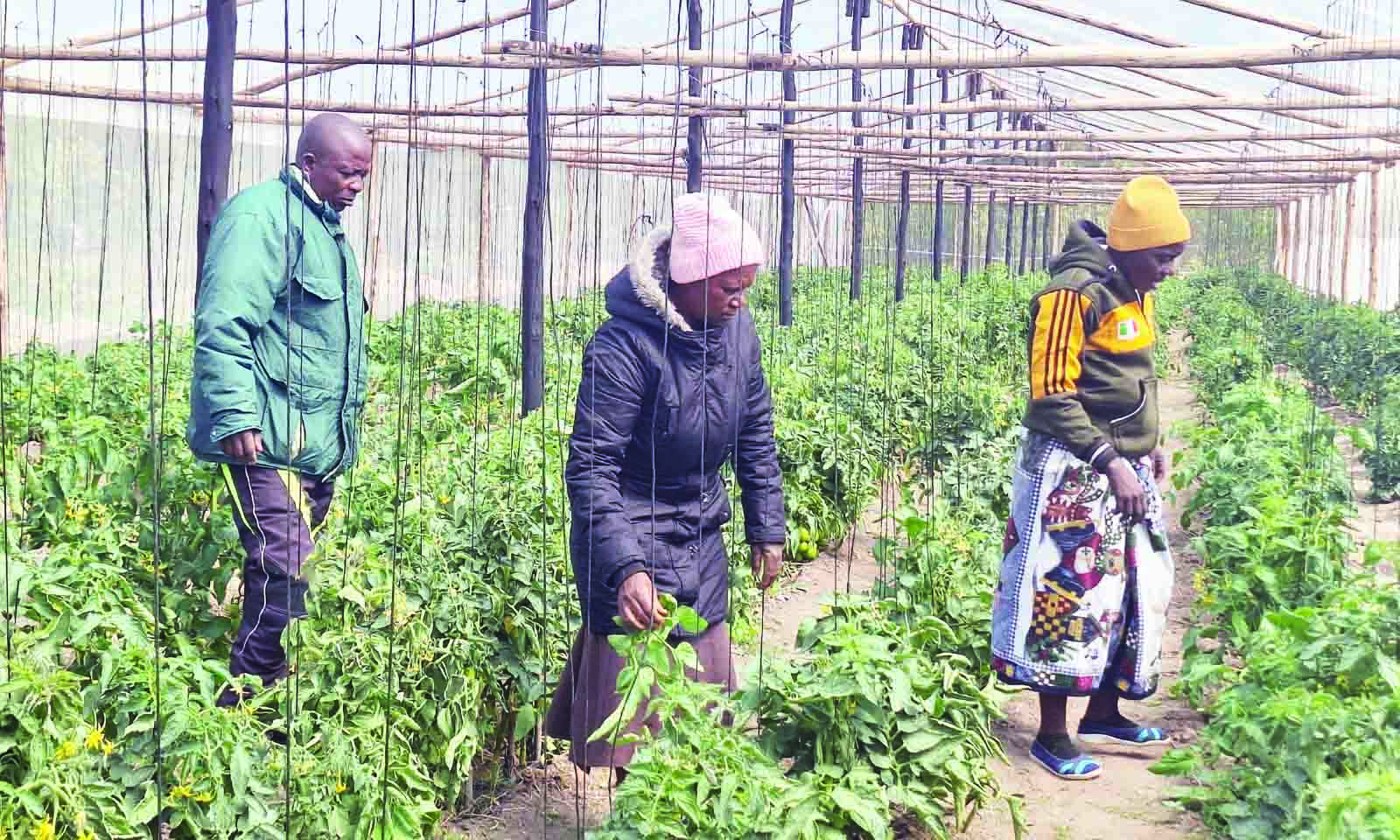 Nutrition garden reduces domestic violence, empowers Chipinge women