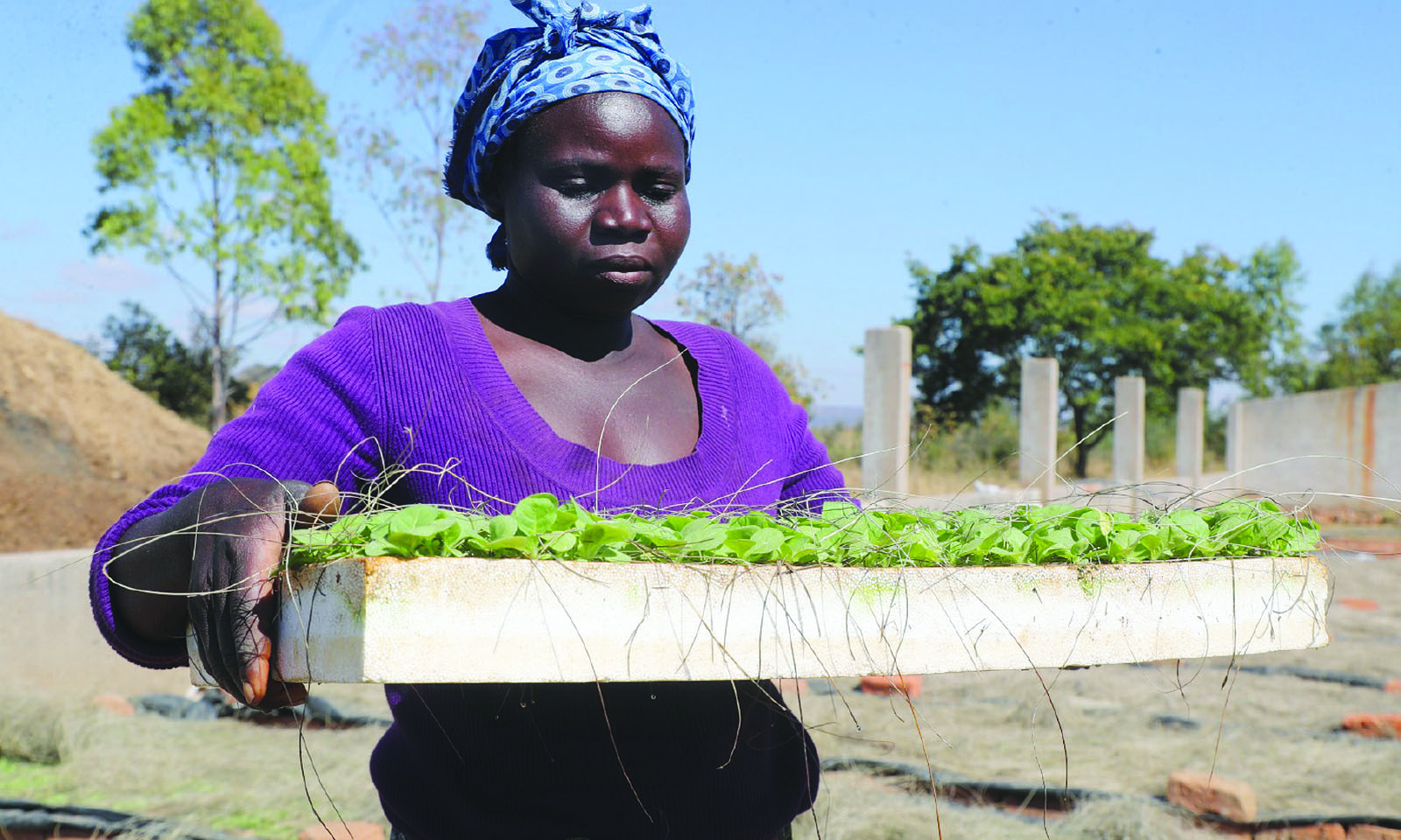More than 36 000 ha of tobacco seed sown