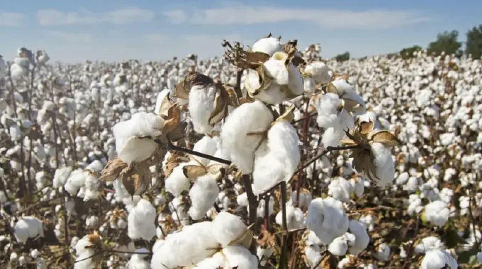 Cottco purchases over US$3 million seed cotton, pays 100 percent forex
