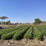 Village Business Units are a powerful solution to chronic food insecurity