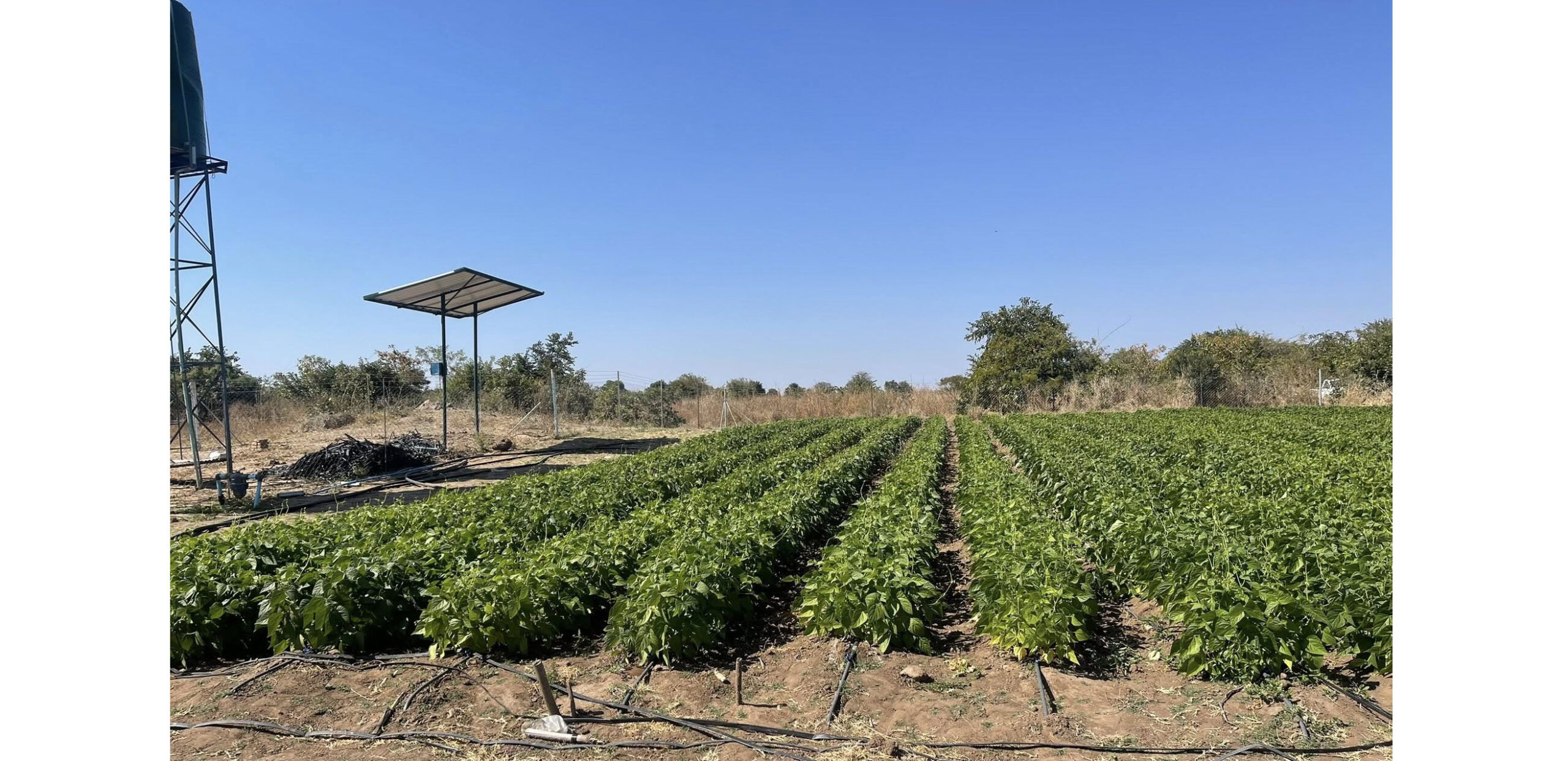 Women, youths flourish through profitable Hakwata garden