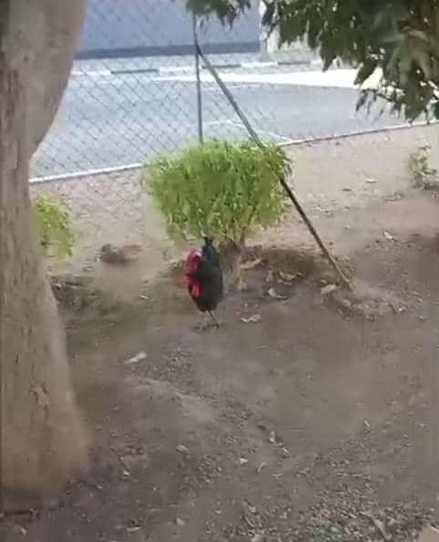 CLUCK AND DAGGER AT KWEKWE COURT! Black chicken sparks panic and juju whispers