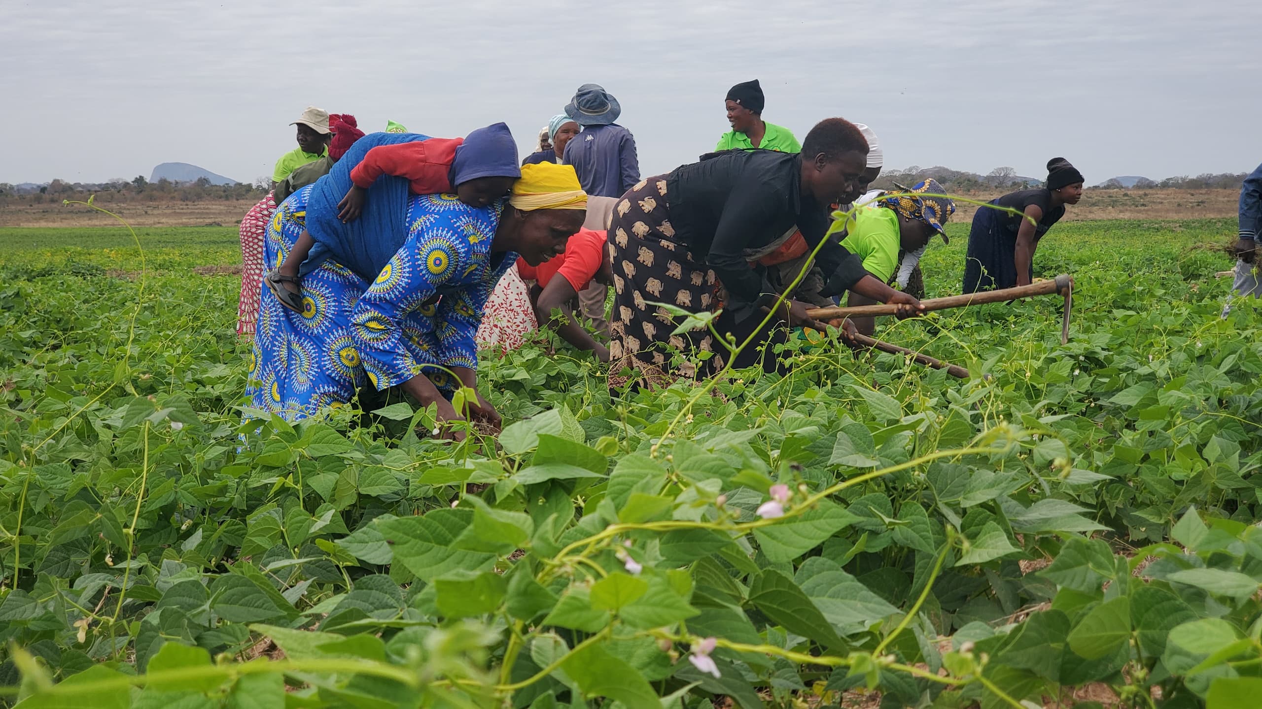 Pikinini-Jawanda Irrigation Scheme transforms Mwenezi lives, boosting food security and economic growth