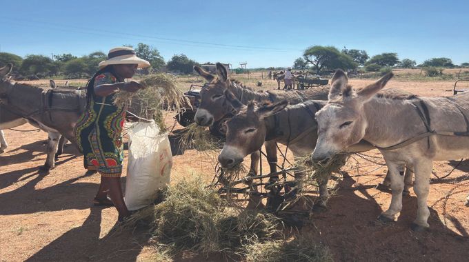 GWANDA DONKEYS GO VIP! Three mobile clinics set to pamper hardworking beasts