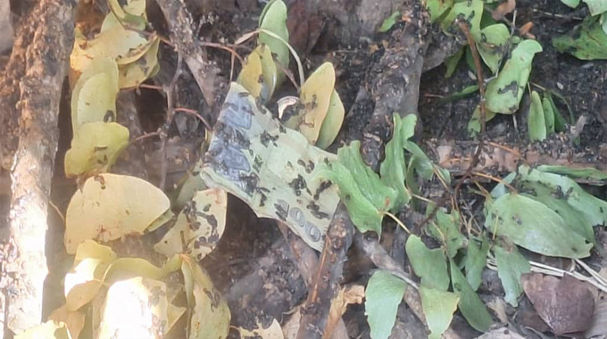 The enigmatic Big Tree of Tsholotsho: A journey of discovery
