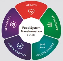 Youth at the centre of agri-food system transformation