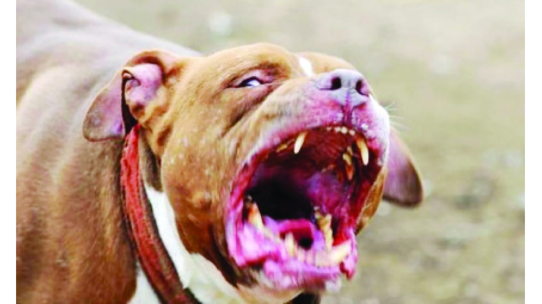 COMMUNITY TAKES ON VICIOUS DOGS
