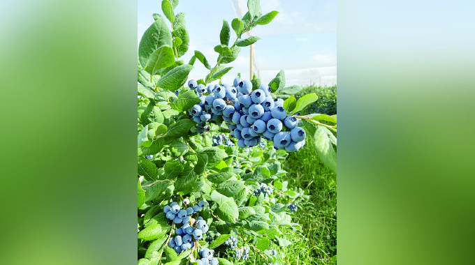 Berry bold: Blueberry industry takes root