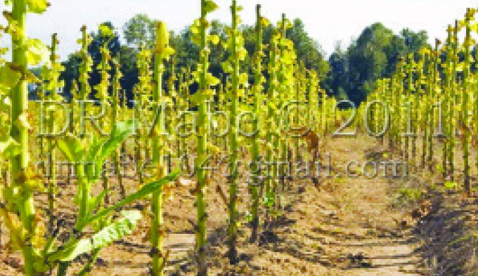 Comply with tobacco stalk destruction directive: TIMB