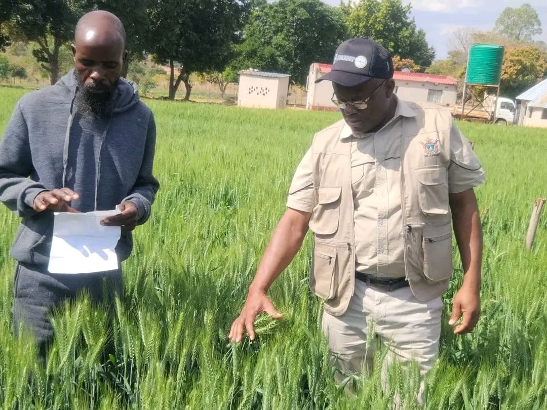 ARDAS Acting Chief Director Mr Leonard Munamati (right) and Chitiyo Cooperative chairman Mr Tandanai Mhuka inspect Mr Cliff Makamba's wheat crop in Bikita
