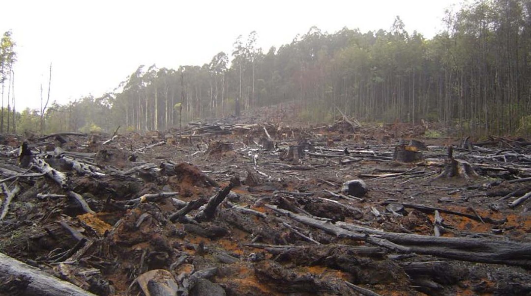 The hidden costs of Zim’s disappearing forests