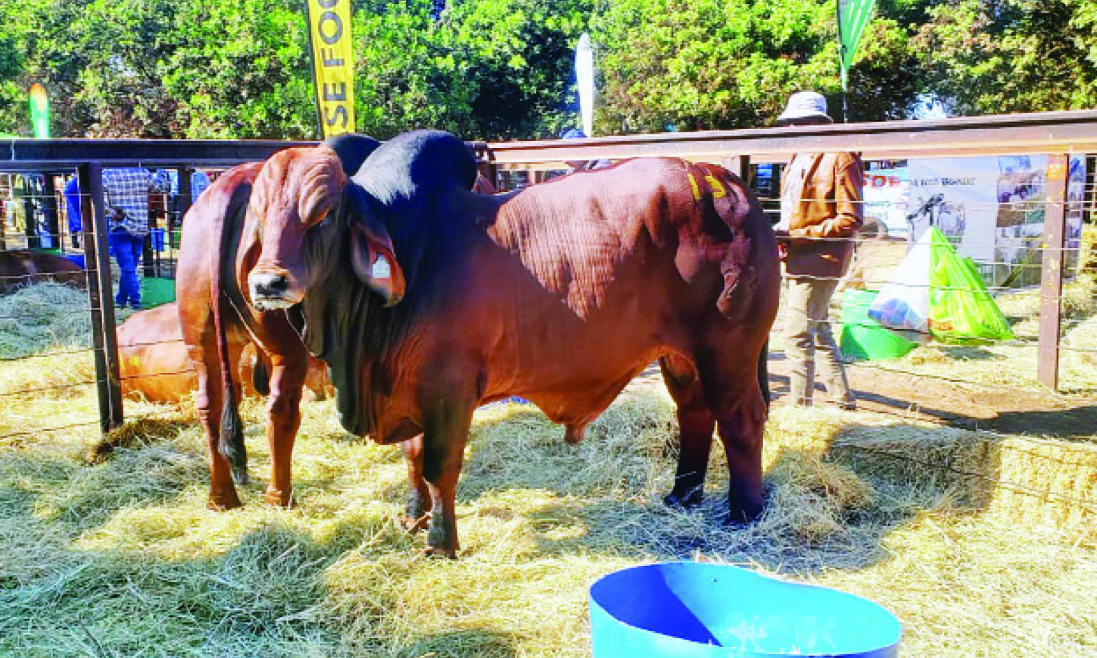 The rise of elite livestock in Zim