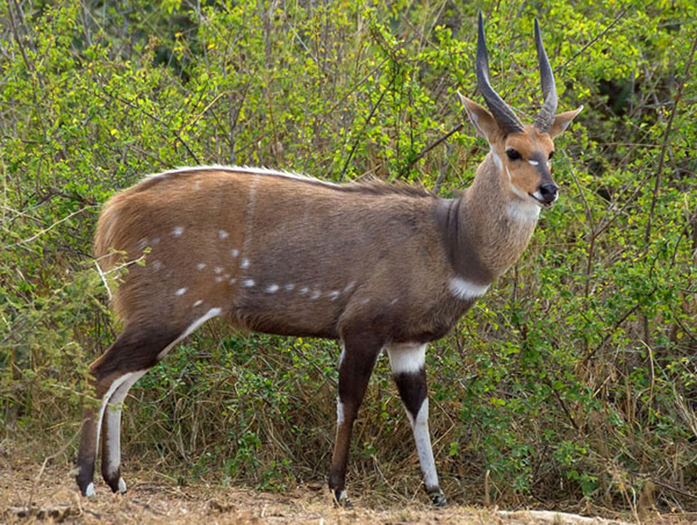 The boy was fatally gored by a bushbuck while tending to his parents' vegetable garden