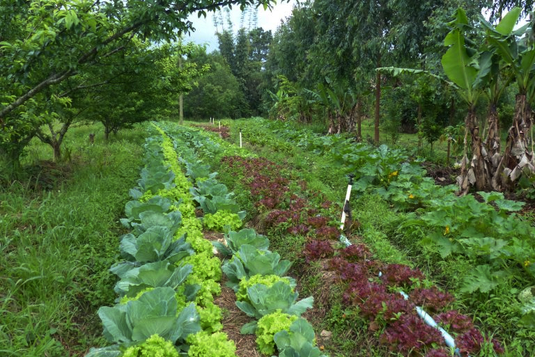 Gross value of agricultural production to rise 53 pc