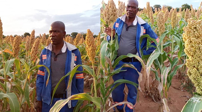 Small grain seed bank transforms agriculture in Bulilima District