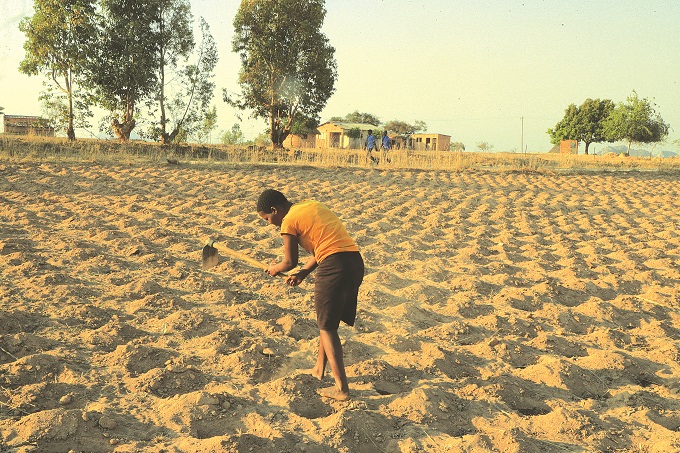 The Pfumvudza/Intwasa programme, introduced in Zimbabwe around 2020, has significantly reshaped the agricultural production landscape