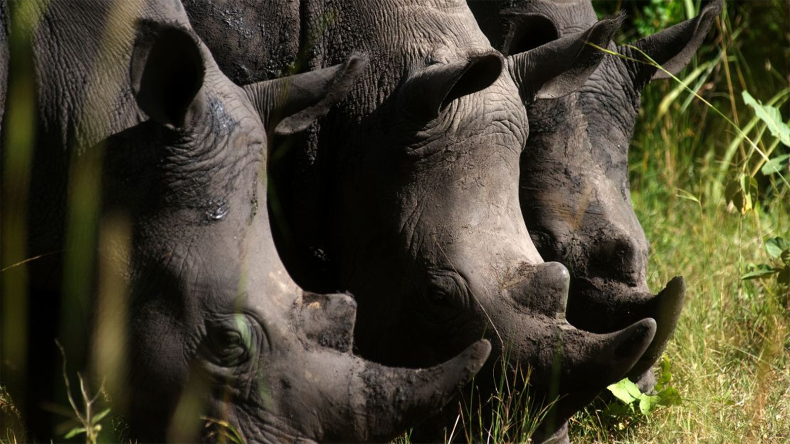 Uganda to restore once-extinct rhinos