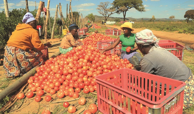 From land reform to ripe rewards: A Zimbabwean farmer’s tomato triumph