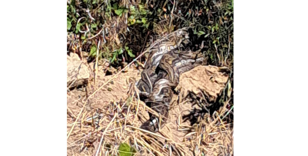 Pythons invade Mutare suburb