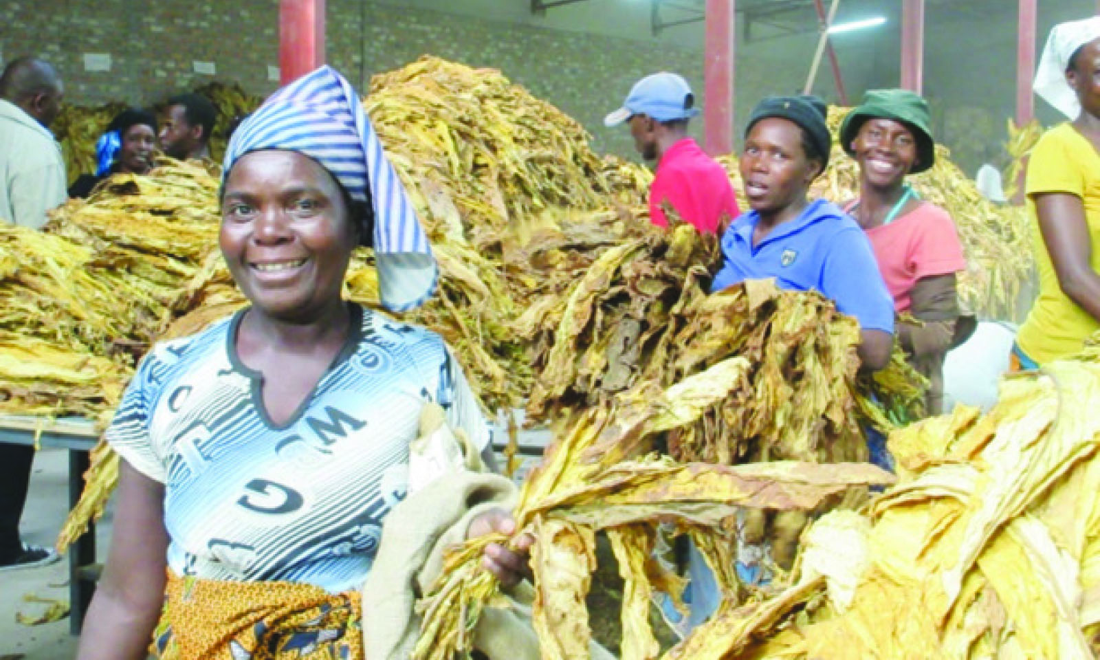 Early tobacco price signals and the need for strategic industry alignment