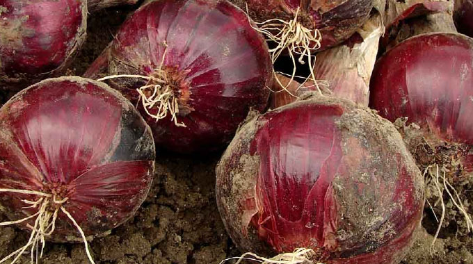 Ukulinywa kwe-red onion