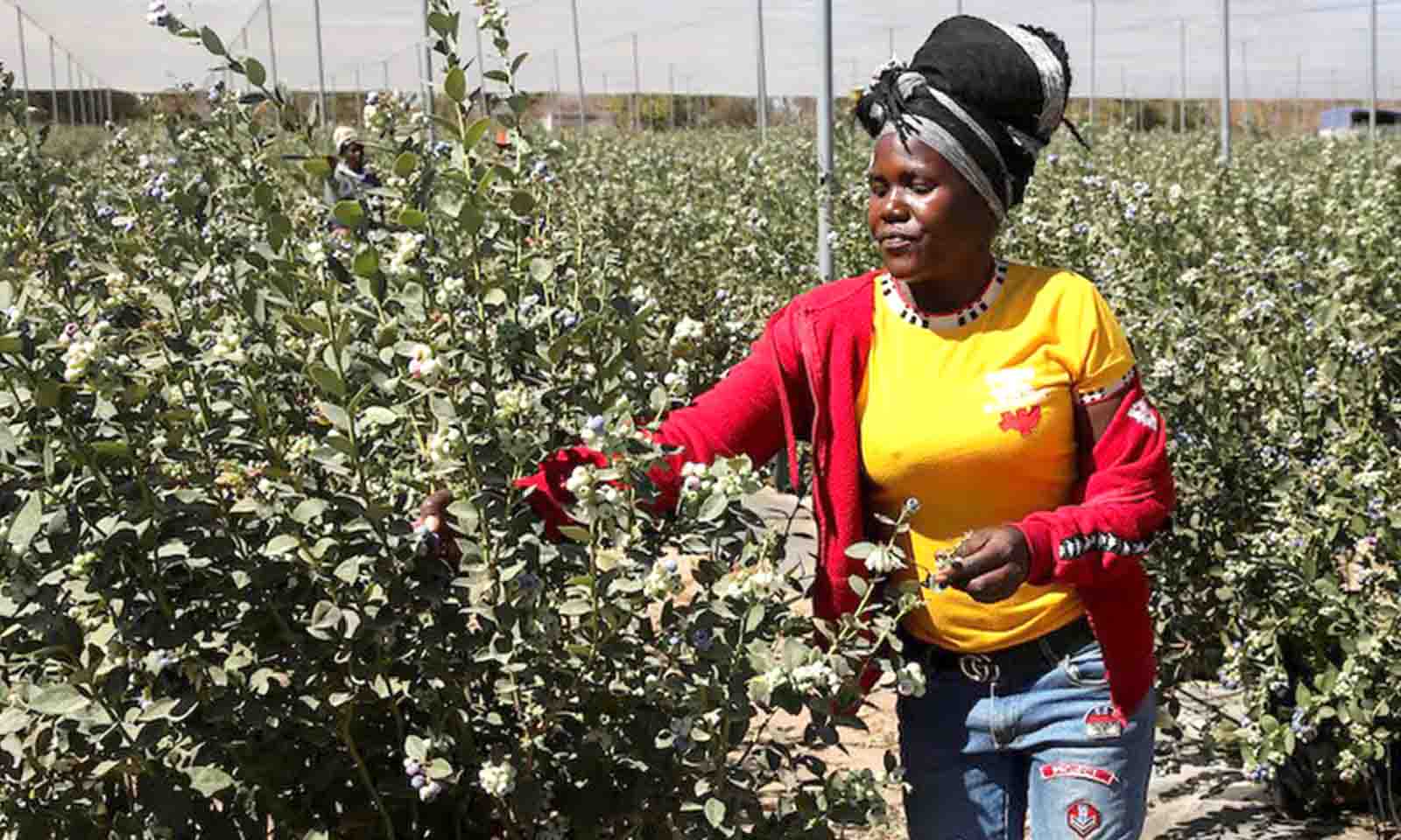Zim eyes 50 percent surge in blueberry production