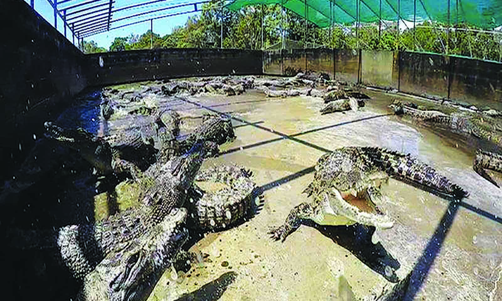 Crocodile skin exports rise 56 percent