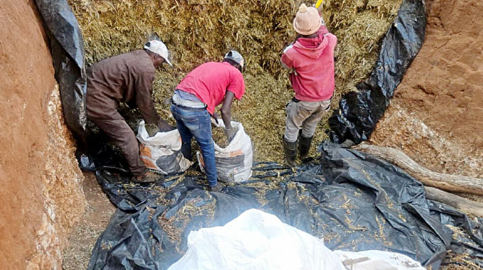 How Beitbridge farmers are turning 90 days into US$52k