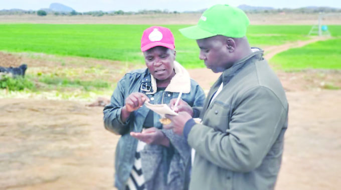 From dodging uncles to delivering cattle: Masvingo men rewriting the lobola story