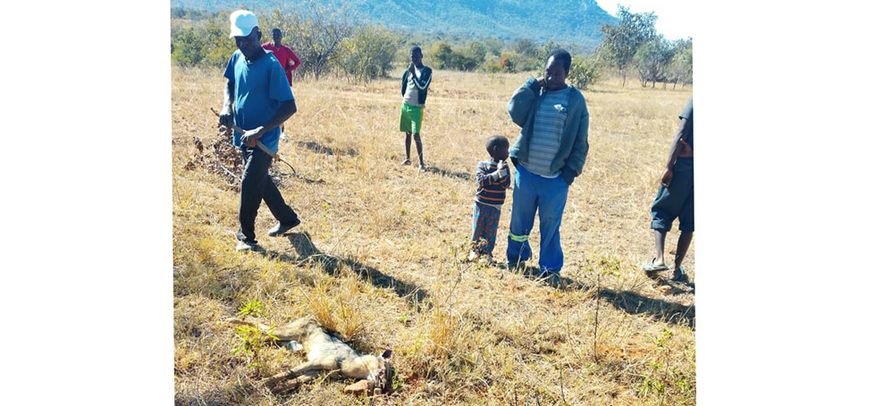 Wild dogs attack spark fear in Makoni