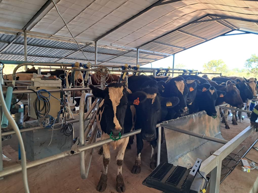 Queen’s Mine diversifies into dairy farming to drive economic growth in Matabeleland North