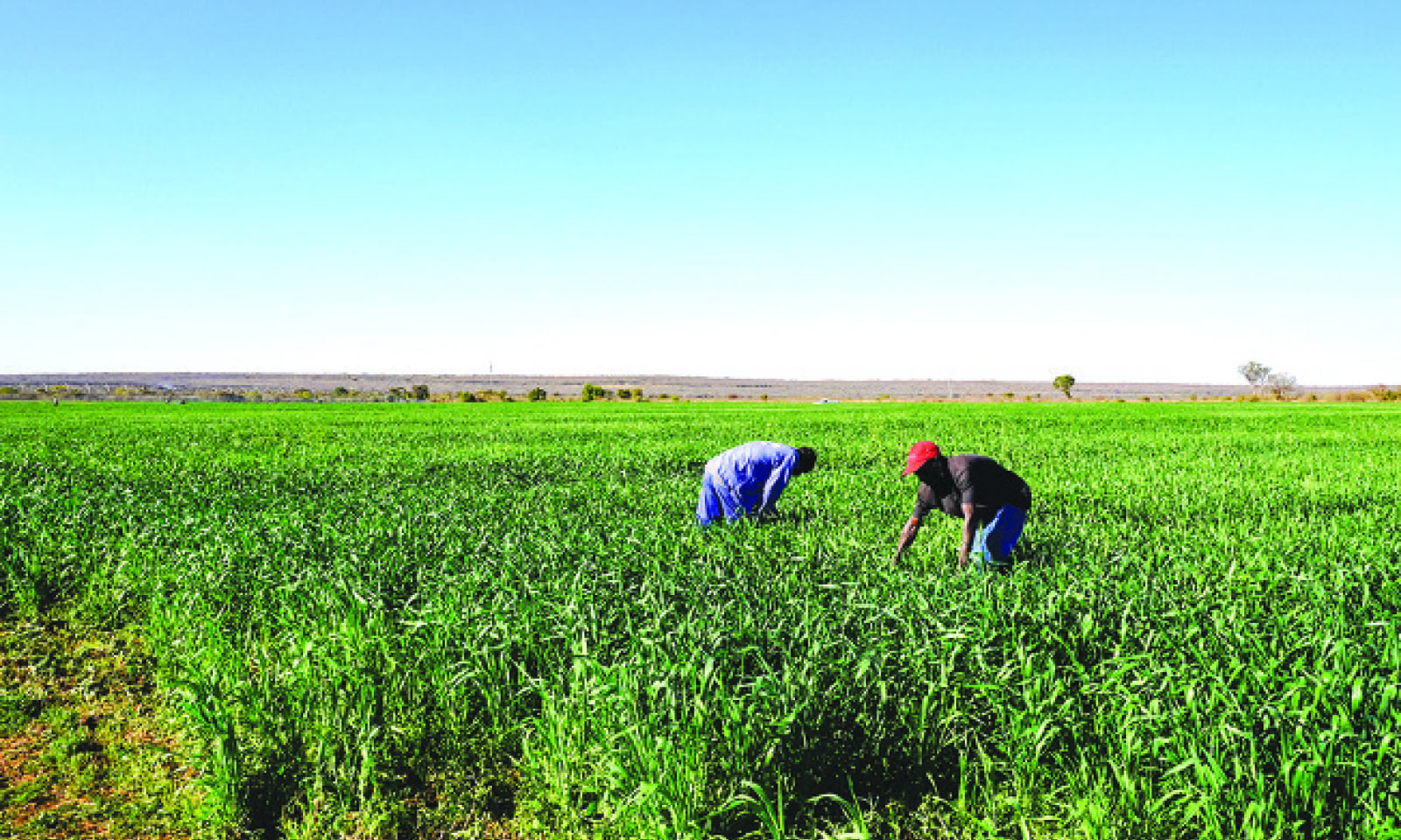 Fields of freedom: Record harvests bloom where heroes once bled