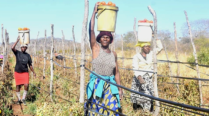 From dust to green gold: How a Zvishavane woman is redefining farming