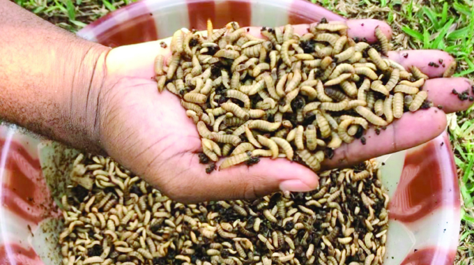 Victoria Falls turns food waste into eco-friendly poultry feed