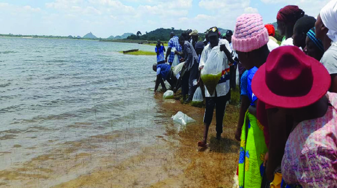 Presidential Fisheries Programme farmers harvest six tonnes of fish in Midlands