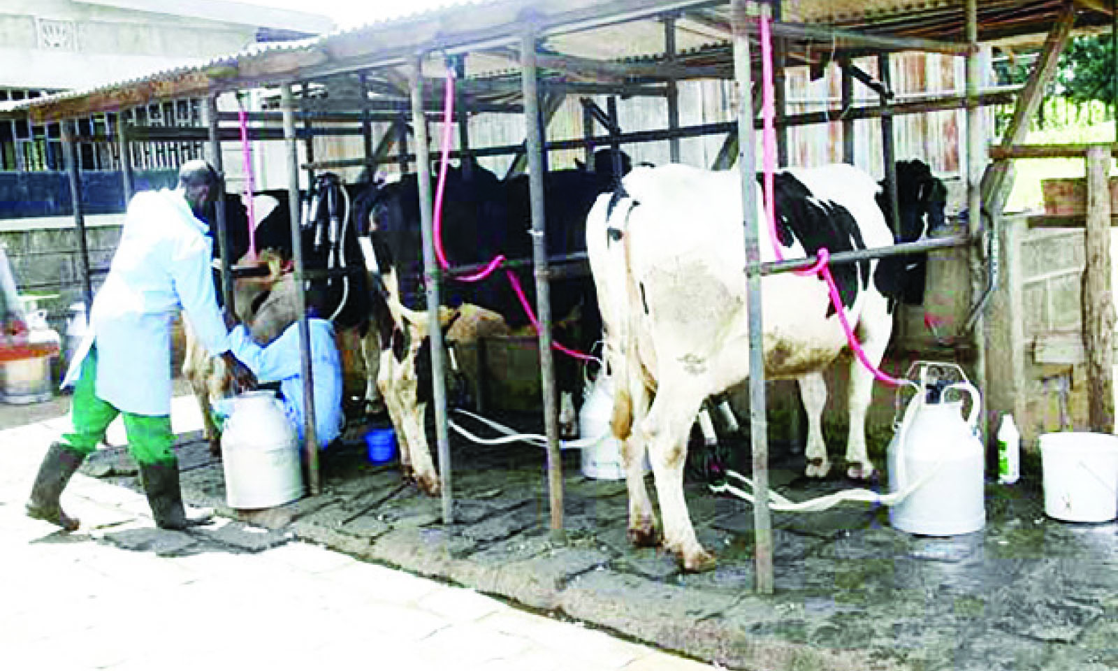 ‘Smallholder farmers can help drive growth of Zim dairy sector’