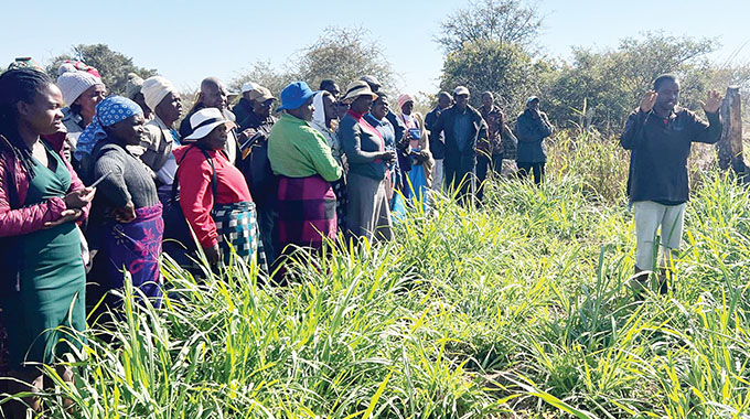 Goat farmer invests in fodder production to boost breeding