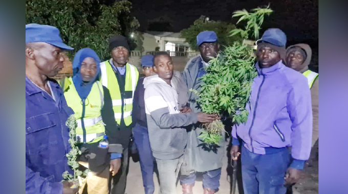 Indoda igwetshelwa ukuhlanyela izihlahla zembanje ezingu-126