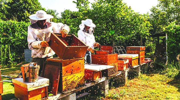 Beekeeping presents sweet opportunity for Zim farmers
