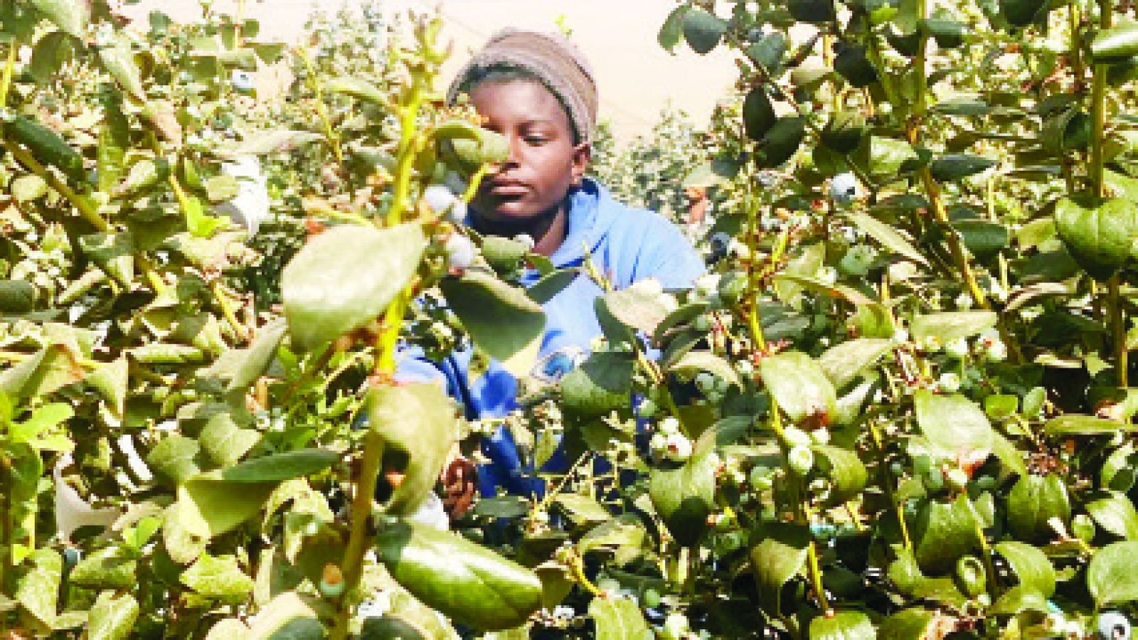 WILL ZIM BECOME THE BLUEBERRIES CAPITAL OF AFRICA?