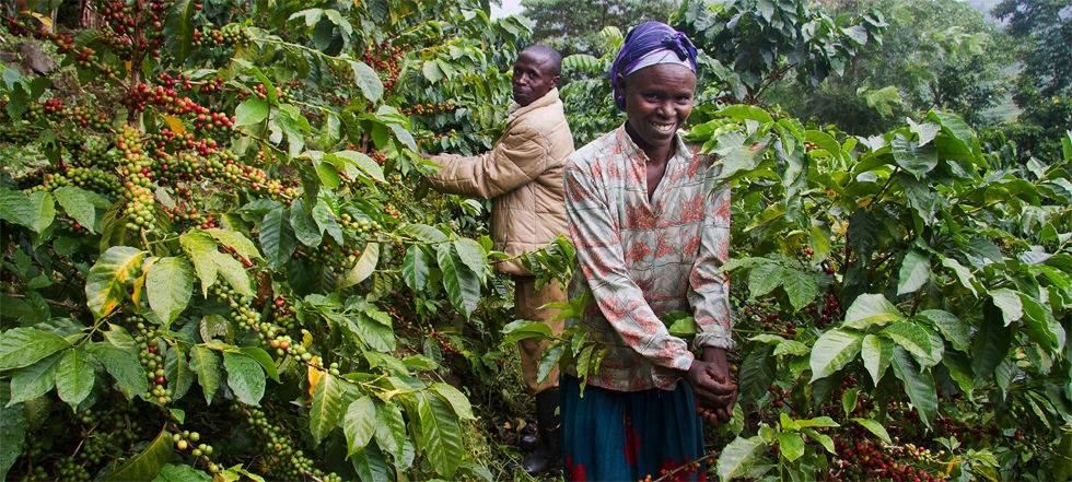 The coffee trajectory is inspiring