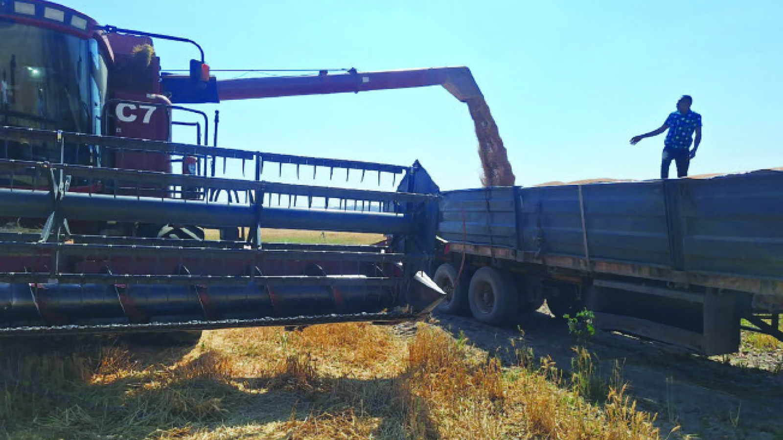 Valley Seeds launches new wheat varieties to cut imports